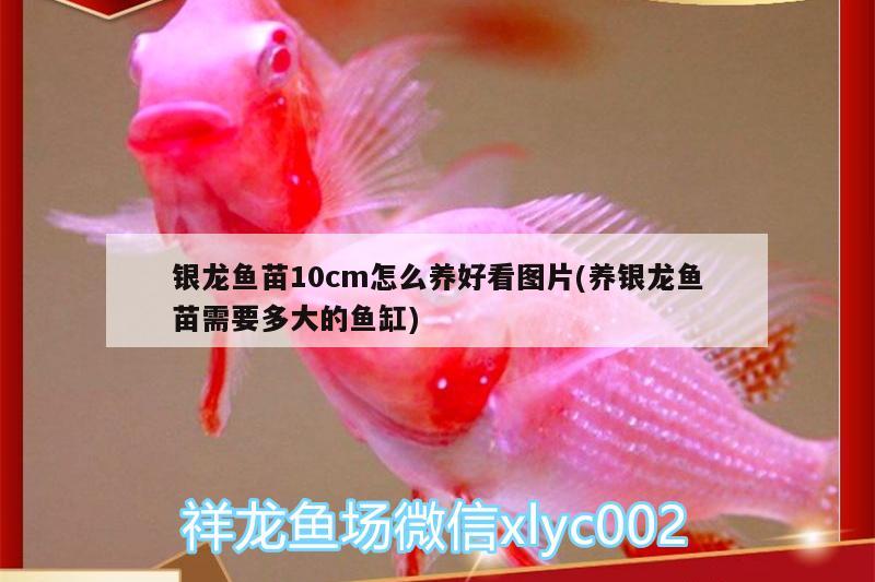 銀龍魚苗10cm怎么養(yǎng)好看圖片(養(yǎng)銀龍魚苗需要多大的魚缸)