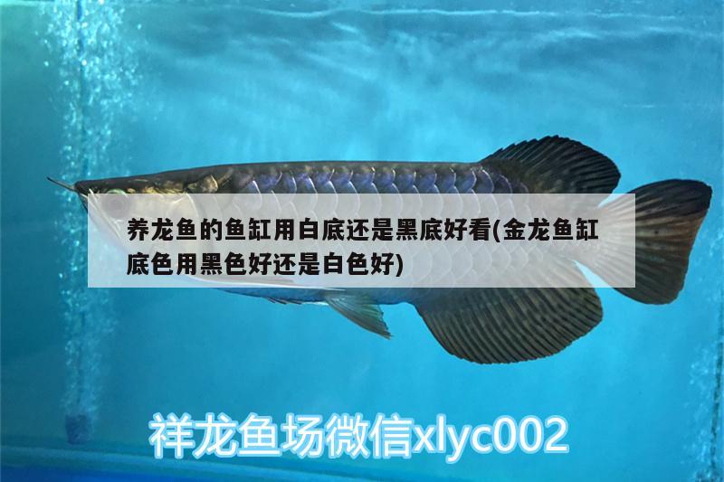 養(yǎng)龍魚的魚缸用白底還是黑底好看(金龍魚缸底色用黑色好還是白色好) 硝化細(xì)菌