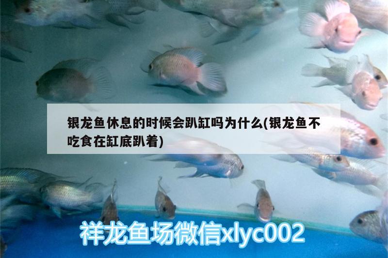 銀龍魚休息的時(shí)候會趴缸嗎為什么(銀龍魚不吃食在缸底趴著) 銀龍魚