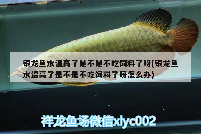 銀龍魚水溫高了是不是不吃飼料了呀(銀龍魚水溫高了是不是不吃飼料了呀怎么辦)