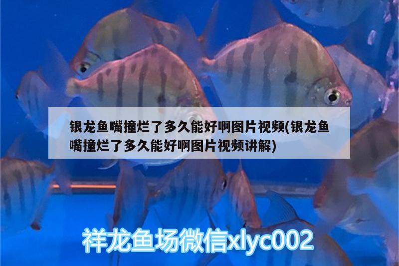 銀龍魚嘴撞爛了多久能好啊圖片視頻(銀龍魚嘴撞爛了多久能好啊圖片視頻講解)