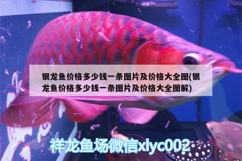 銀龍魚價格多少錢一條圖片及價格大全圖(銀龍魚價格多少錢一條圖片及價格大全圖解) 銀龍魚