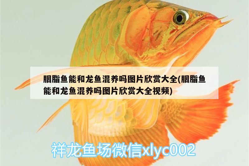 胭脂魚(yú)能和龍魚(yú)混養(yǎng)嗎圖片欣賞大全(胭脂魚(yú)能和龍魚(yú)混養(yǎng)嗎圖片欣賞大全視頻) 雪龍魚(yú)