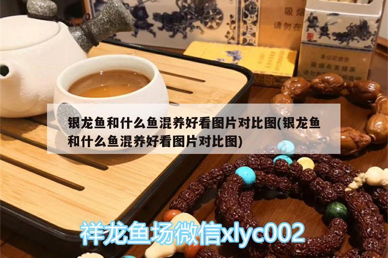 銀龍魚和什么魚混養(yǎng)好看圖片對比圖(銀龍魚和什么魚混養(yǎng)好看圖片對比圖) 銀龍魚