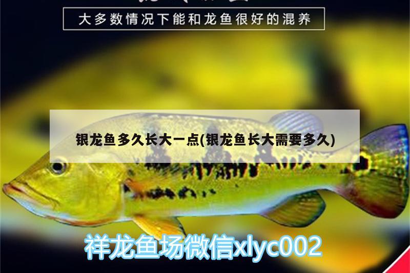 銀龍魚(yú)多久長(zhǎng)大一點(diǎn)(銀龍魚(yú)長(zhǎng)大需要多久) 銀龍魚(yú)