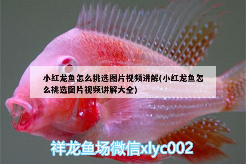 小紅龍魚(yú)怎么挑選圖片視頻講解(小紅龍魚(yú)怎么挑選圖片視頻講解大全)