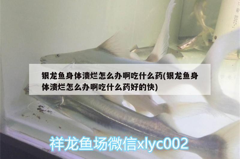 銀龍魚(yú)身體潰爛怎么辦啊吃什么藥(銀龍魚(yú)身體潰爛怎么辦啊吃什么藥好的快)