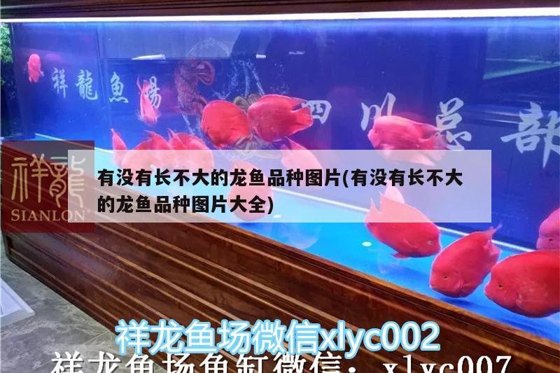 有沒有長不大的龍魚品種圖片(有沒有長不大的龍魚品種圖片大全)