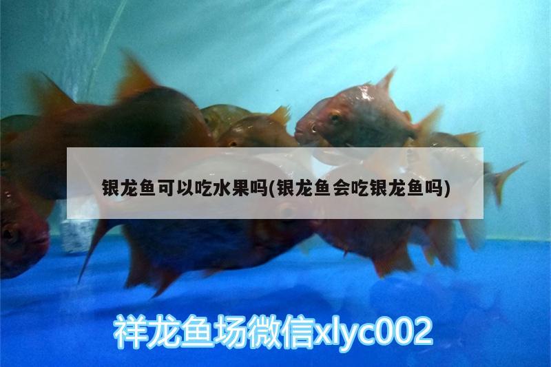 銀龍魚可以吃水果嗎(銀龍魚會(huì)吃銀龍魚嗎)