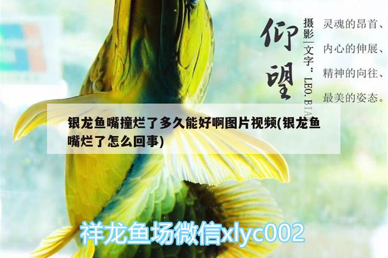 銀龍魚嘴撞爛了多久能好啊圖片視頻(銀龍魚嘴爛了怎么回事)