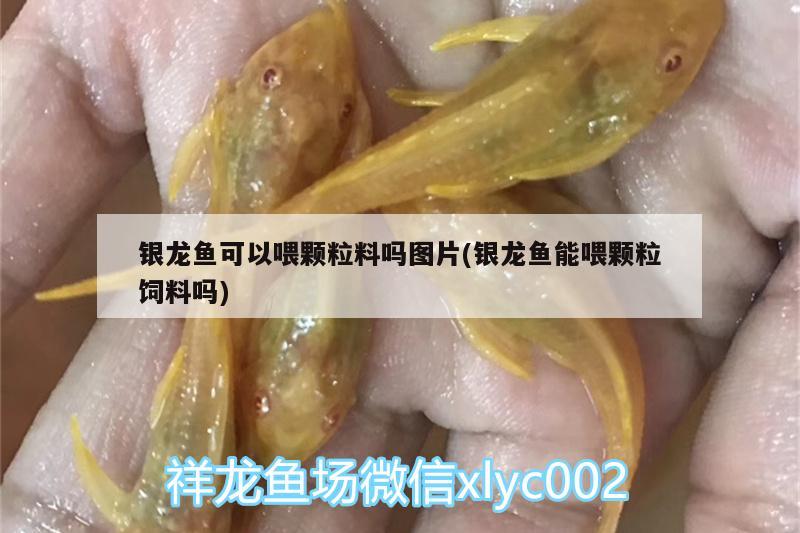 銀龍魚可以喂顆粒料嗎圖片(銀龍魚能喂顆粒飼料嗎) 銀龍魚百科