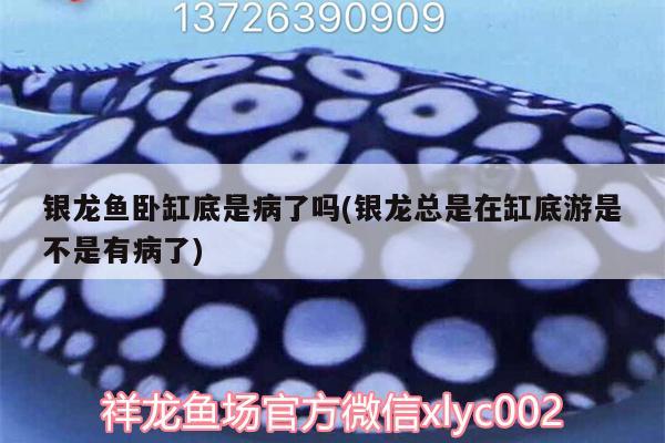 銀龍魚臥缸底是病了嗎(銀龍總是在缸底游是不是有病了) 銀龍魚百科