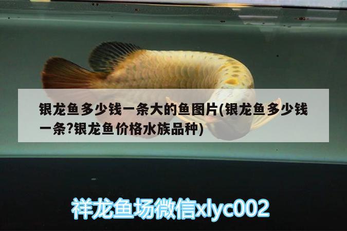 銀龍魚多少錢一條大的魚圖片(銀龍魚多少錢一條?銀龍魚價(jià)格水族品種) 銀龍魚百科