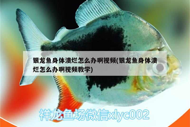 銀龍魚身體潰爛怎么辦啊視頻(銀龍魚身體潰爛怎么辦啊視頻教學)