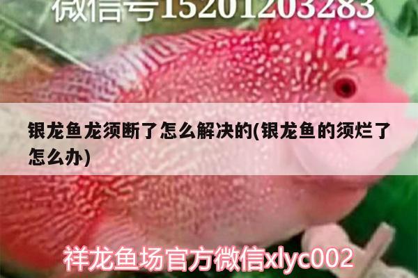 銀龍魚龍須斷了怎么解決的(銀龍魚的須爛了怎么辦) 銀龍魚