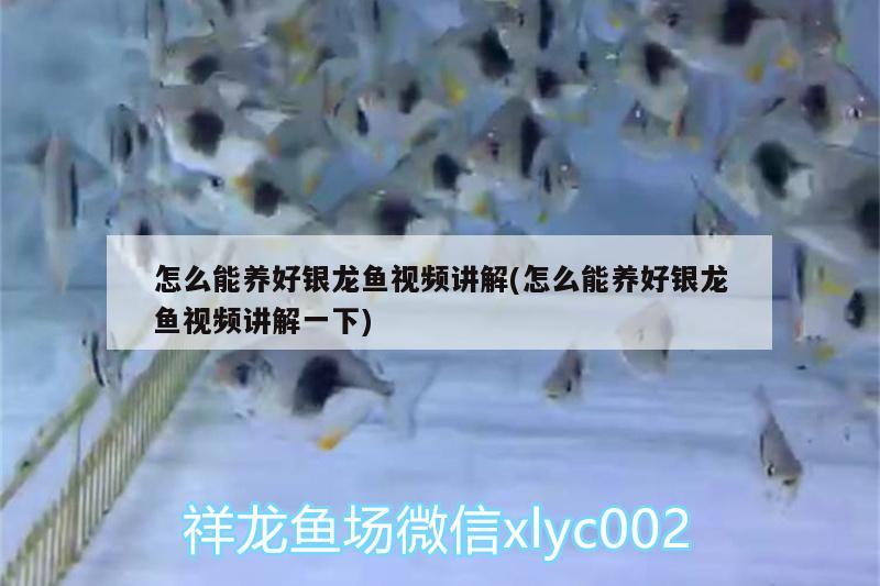 怎么能養(yǎng)好銀龍魚(yú)視頻講解(怎么能養(yǎng)好銀龍魚(yú)視頻講解一下) 銀龍魚(yú)