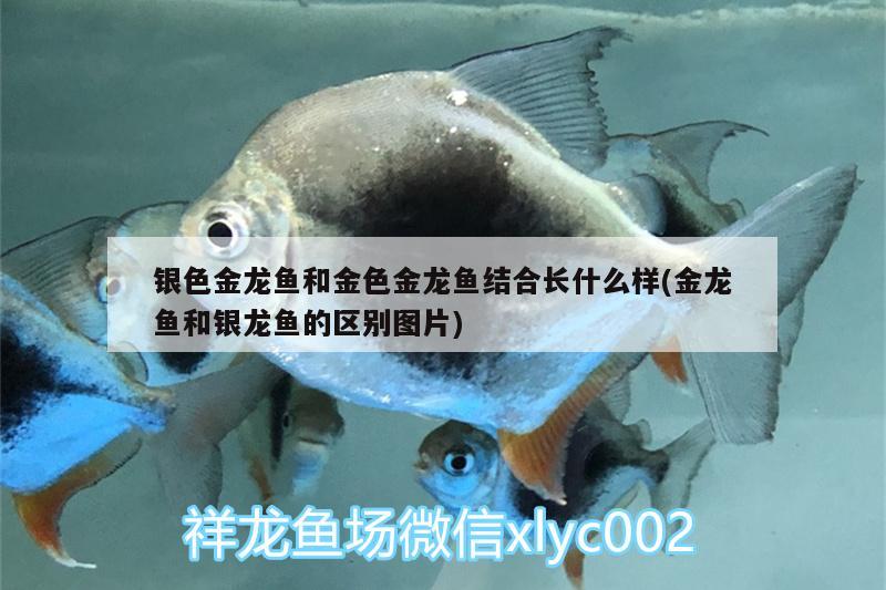 銀色金龍魚和金色金龍魚結(jié)合長什么樣(金龍魚和銀龍魚的區(qū)別圖片)