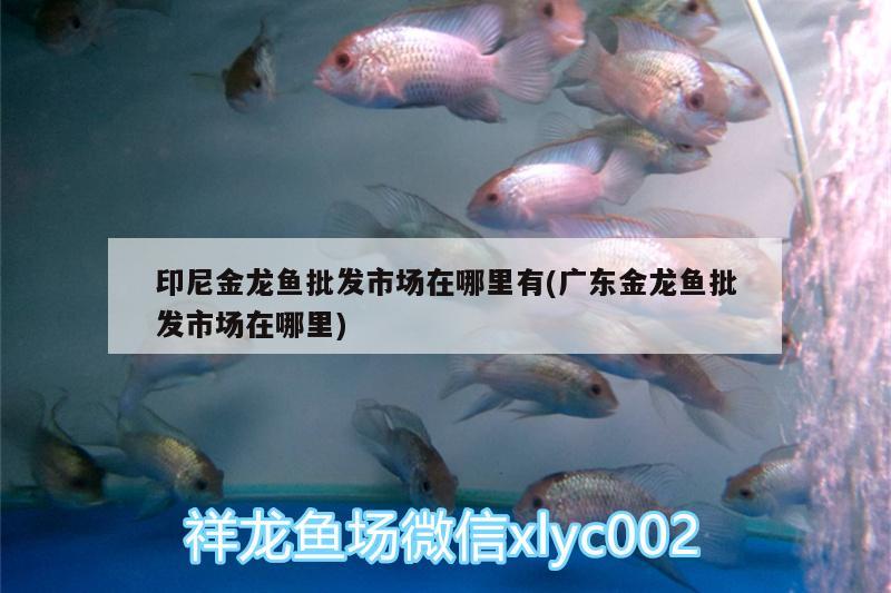 印尼金龍魚批發(fā)市場在哪里有(廣東金龍魚批發(fā)市場在哪里)