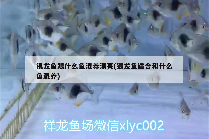 銀龍魚跟什么魚混養(yǎng)漂亮(銀龍魚適合和什么魚混養(yǎng)) 銀龍魚百科