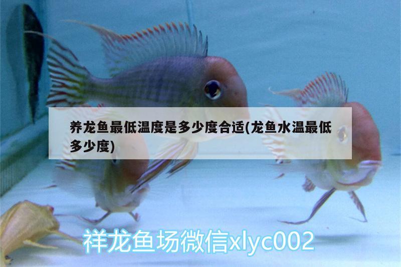 養(yǎng)龍魚最低溫度是多少度合適(龍魚水溫最低多少度)