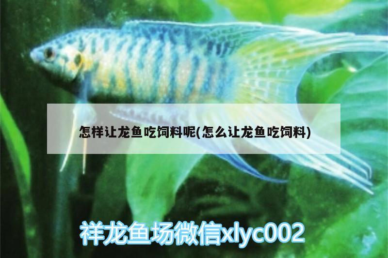 怎樣讓龍魚吃飼料呢(怎么讓龍魚吃飼料) 鴨嘴鯊魚