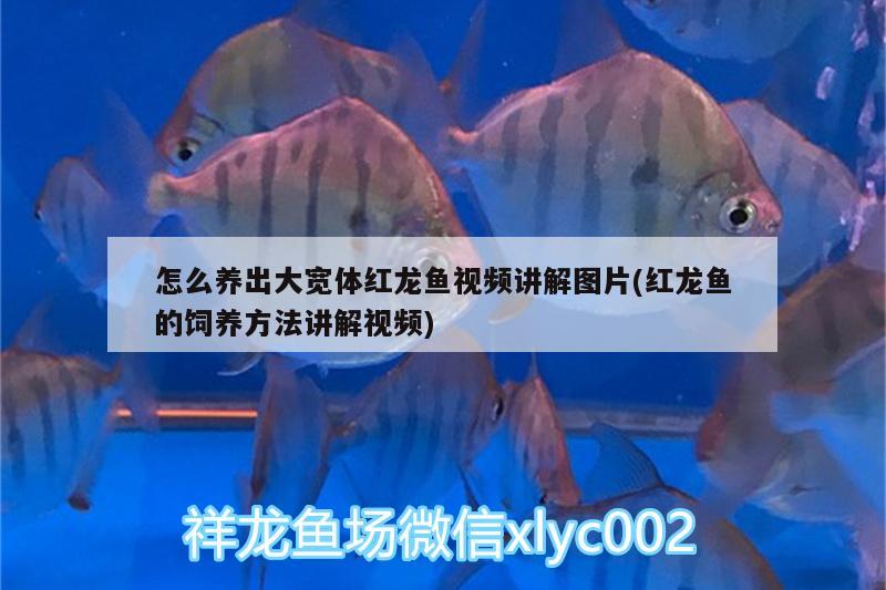 怎么養(yǎng)出大寬體紅龍魚(yú)視頻講解圖片(紅龍魚(yú)的飼養(yǎng)方法講解視頻) 高背金龍魚(yú)