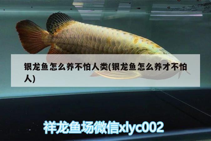 銀龍魚怎么養(yǎng)不怕人類(銀龍魚怎么養(yǎng)才不怕人)