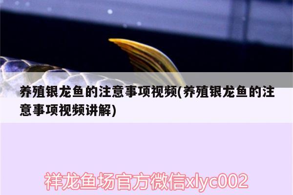 養(yǎng)殖銀龍魚的注意事項視頻(養(yǎng)殖銀龍魚的注意事項視頻講解)