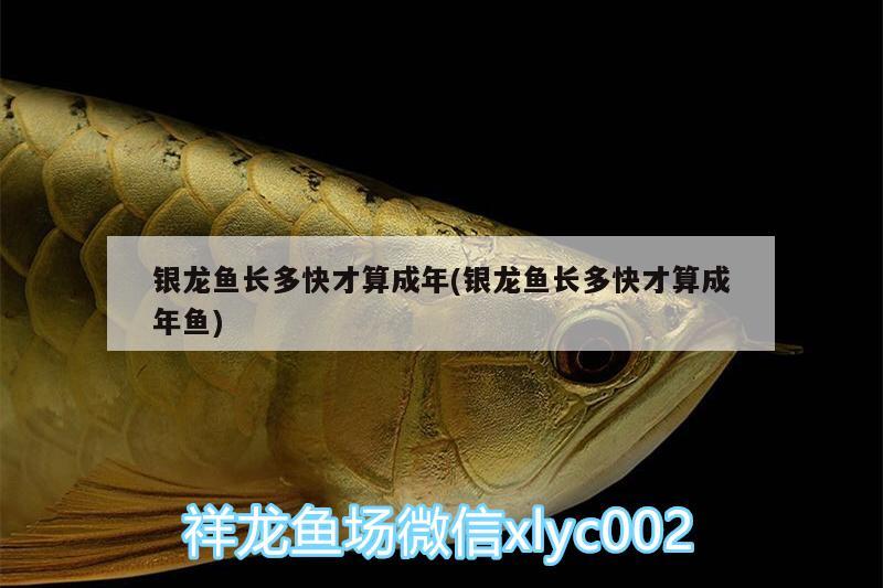 銀龍魚長多快才算成年(銀龍魚長多快才算成年魚)