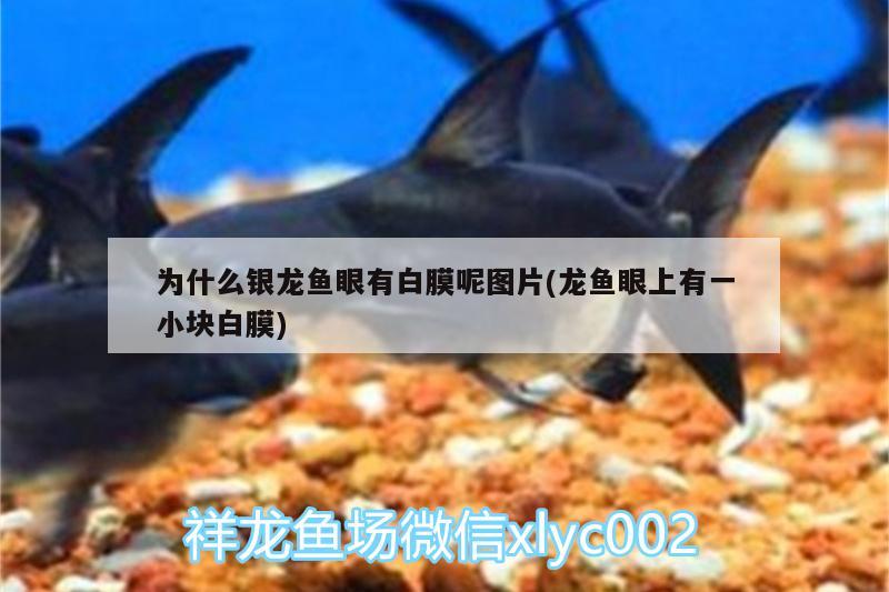 為什么銀龍魚眼有白膜呢圖片(龍魚眼上有一小塊白膜) 銀龍魚