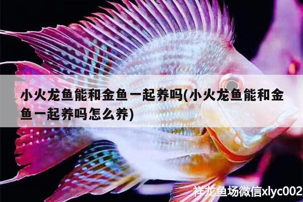 小火龍魚(yú)能和金魚(yú)一起養(yǎng)嗎(小火龍魚(yú)能和金魚(yú)一起養(yǎng)嗎怎么養(yǎng))