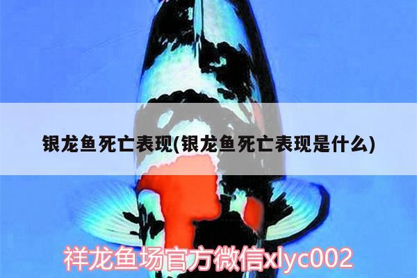 銀龍魚死亡表現(xiàn)(銀龍魚死亡表現(xiàn)是什么) 銀龍魚百科