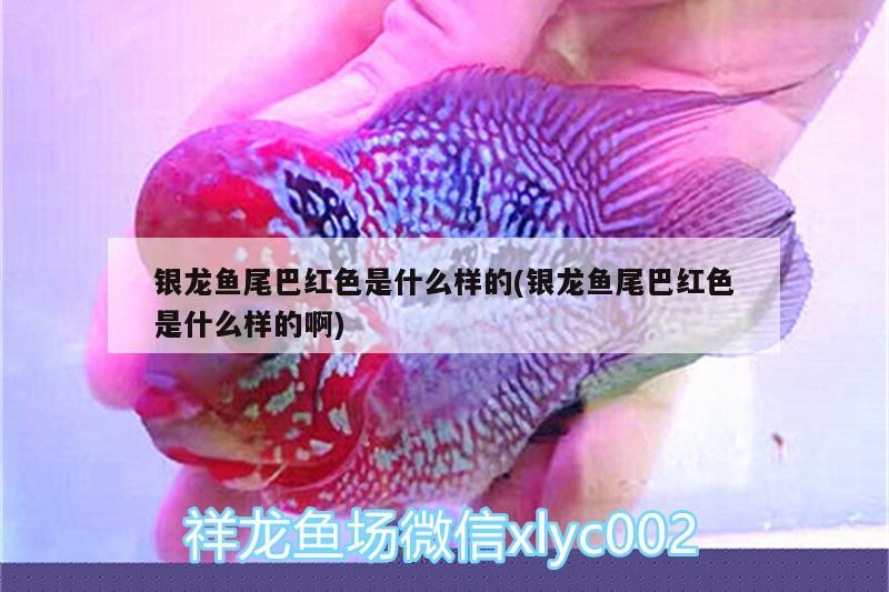 銀龍魚尾巴紅色是什么樣的(銀龍魚尾巴紅色是什么樣的啊)