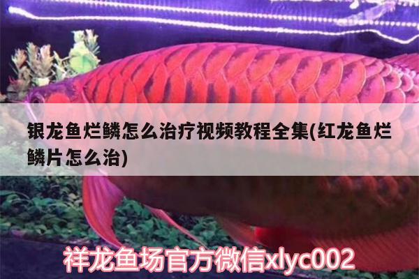 銀龍魚爛鱗怎么治療視頻教程全集(紅龍魚爛鱗片怎么治) 銀龍魚