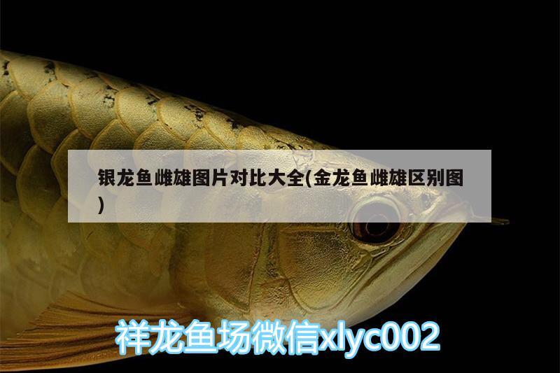 銀龍魚(yú)雌雄圖片對(duì)比大全(金龍魚(yú)雌雄區(qū)別圖)