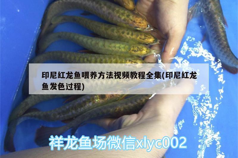 印尼紅龍魚喂養(yǎng)方法視頻教程全集(印尼紅龍魚發(fā)色過程) 印尼紅龍魚