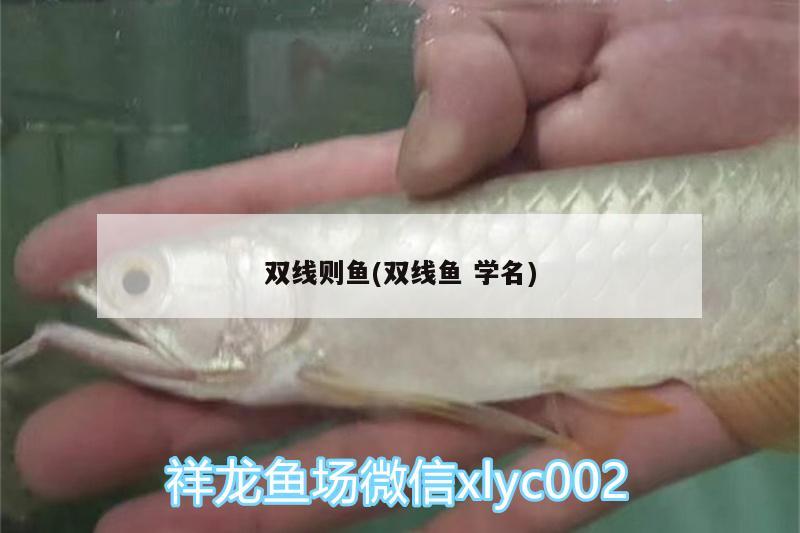 雙線則魚(雙線魚學名) 粗線銀版魚苗