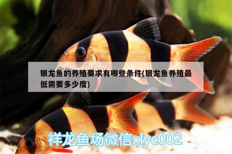 銀龍魚的養(yǎng)殖要求有哪些條件(銀龍魚養(yǎng)殖最低需要多少度)