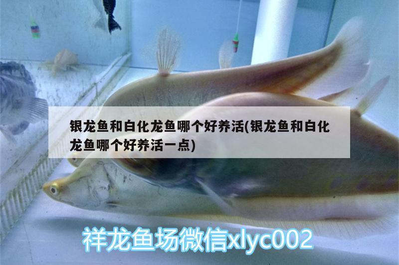 銀龍魚(yú)和白化龍魚(yú)哪個(gè)好養(yǎng)活(銀龍魚(yú)和白化龍魚(yú)哪個(gè)好養(yǎng)活一點(diǎn)) 銀龍魚(yú)百科