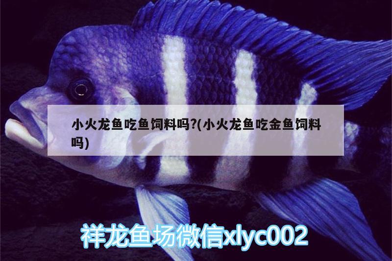 小火龍魚吃魚飼料嗎?(小火龍魚吃金魚飼料嗎) 泰龐海蓮魚