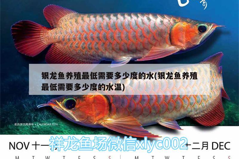 銀龍魚養(yǎng)殖最低需要多少度的水(銀龍魚養(yǎng)殖最低需要多少度的水溫)