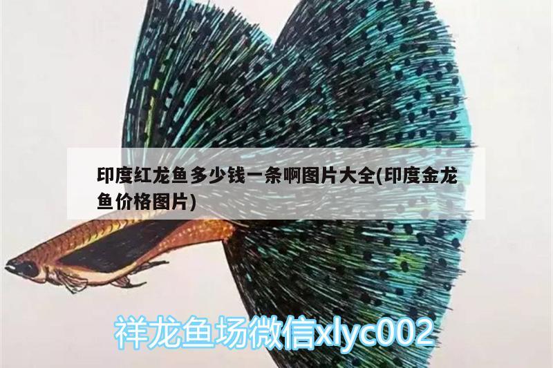 印度紅龍魚多少錢一條啊圖片大全(印度金龍魚價格圖片)