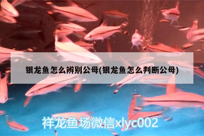 銀龍魚怎么辨別公母(銀龍魚怎么判斷公母) 銀龍魚