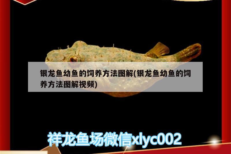 銀龍魚幼魚的飼養(yǎng)方法圖解(銀龍魚幼魚的飼養(yǎng)方法圖解視頻)