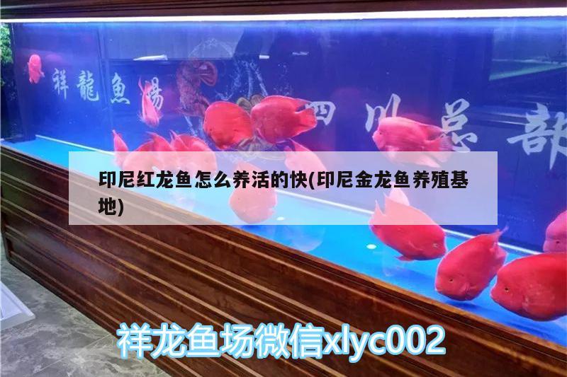 印尼紅龍魚怎么養(yǎng)活的快(印尼金龍魚養(yǎng)殖基地) 印尼紅龍魚