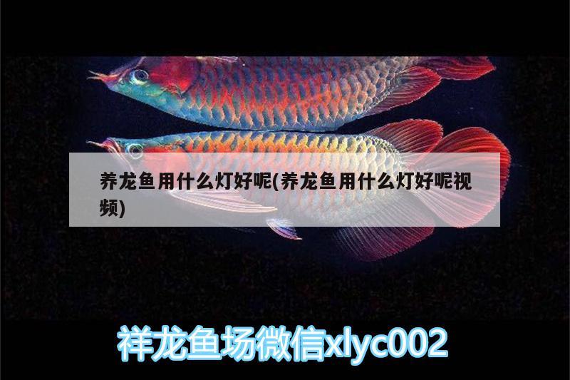 養(yǎng)龍魚用什么燈好呢(養(yǎng)龍魚用什么燈好呢視頻)