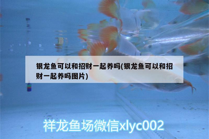 銀龍魚可以和招財(cái)一起養(yǎng)嗎(銀龍魚可以和招財(cái)一起養(yǎng)嗎圖片) 銀龍魚百科