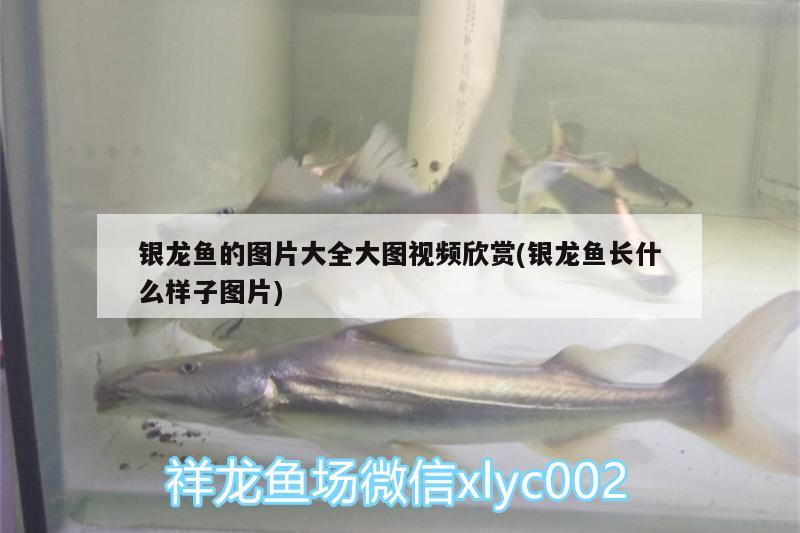 銀龍魚的圖片大全大圖視頻欣賞(銀龍魚長什么樣子圖片)