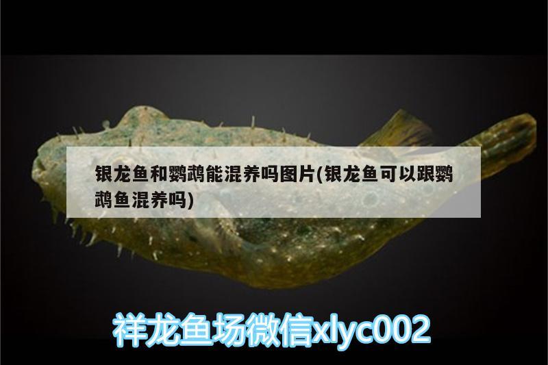 銀龍魚和鸚鵡能混養(yǎng)嗎圖片(銀龍魚可以跟鸚鵡魚混養(yǎng)嗎) 鸚鵡魚