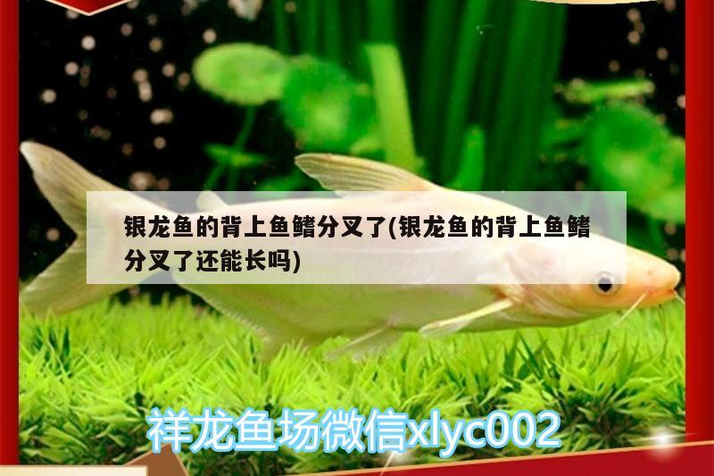 銀龍魚(yú)的背上魚(yú)鰭分叉了(銀龍魚(yú)的背上魚(yú)鰭分叉了還能長(zhǎng)嗎) 銀龍魚(yú)百科